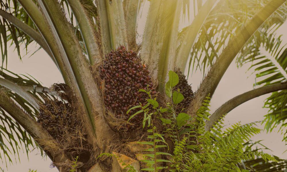 Comidas Africanas no Brasil